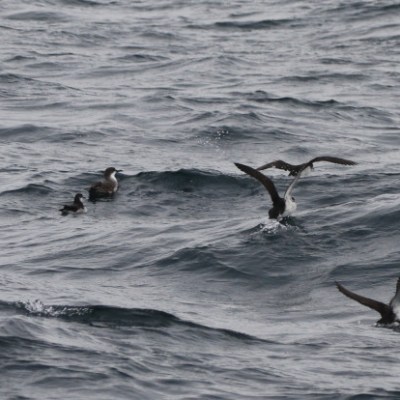 Great and Manx shearwaters