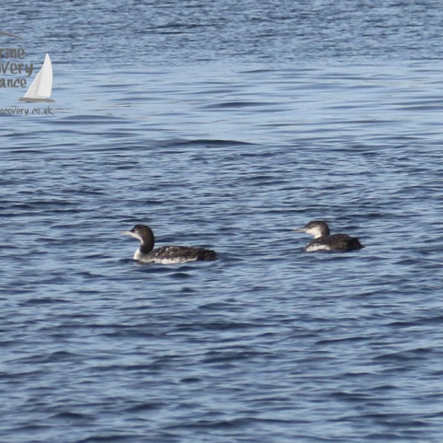 great northern divers