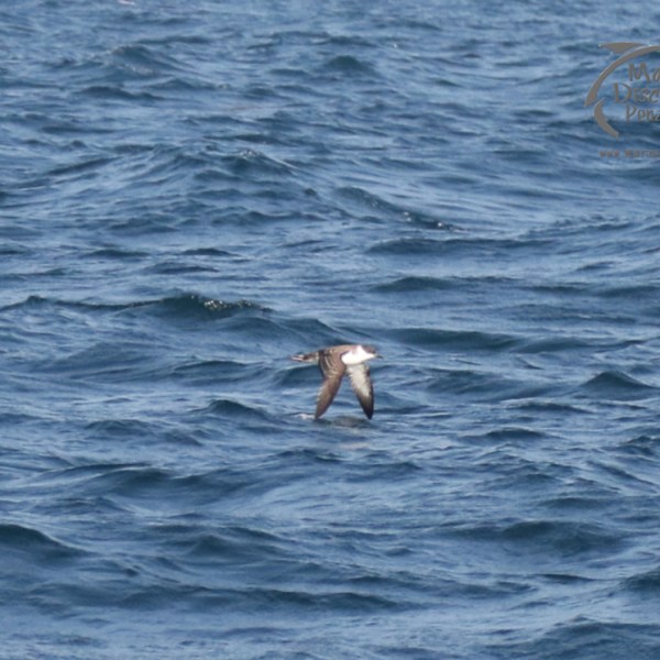 great shearwater