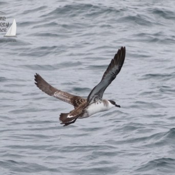 great shearwater