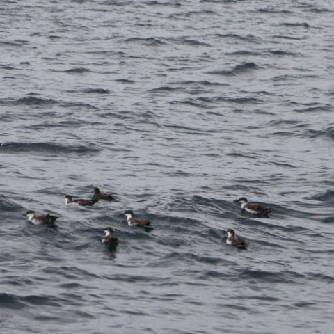 sooty and greater shearwaters