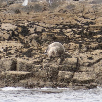 grey seal