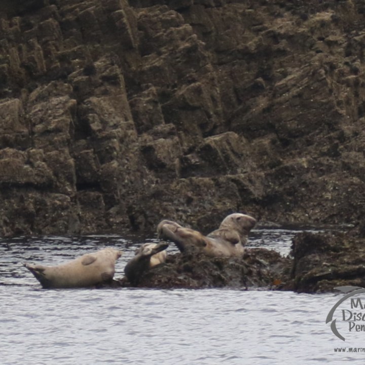 Grey seals