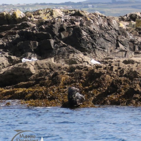 grey seal