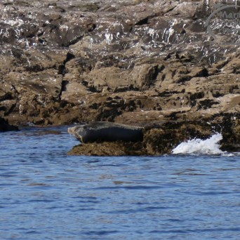 grey seal