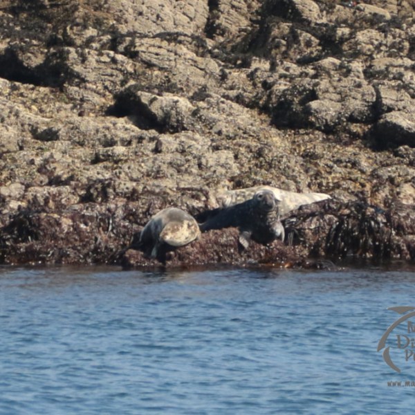 grey seals