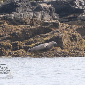 grey seal