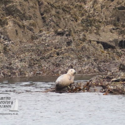 grey seal juvenile
