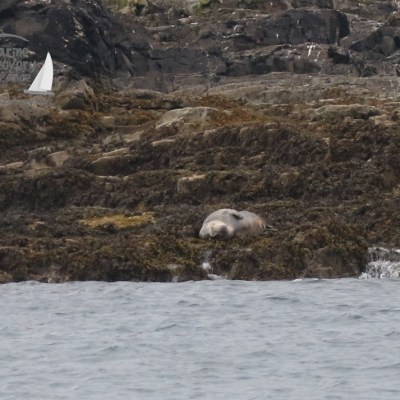grey seal