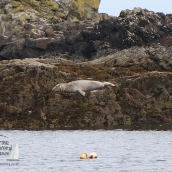 grey seal