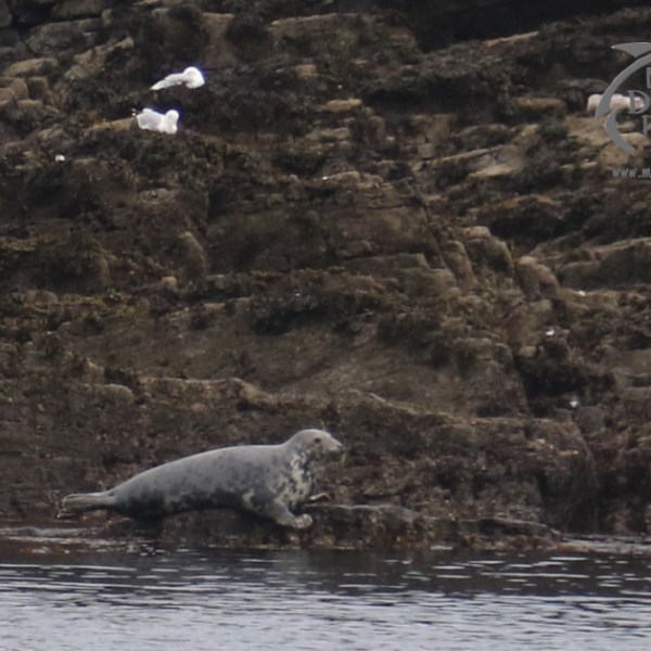 Grey seal