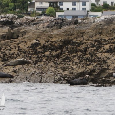 grey seals