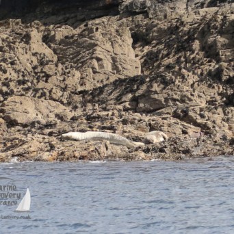 grey seals