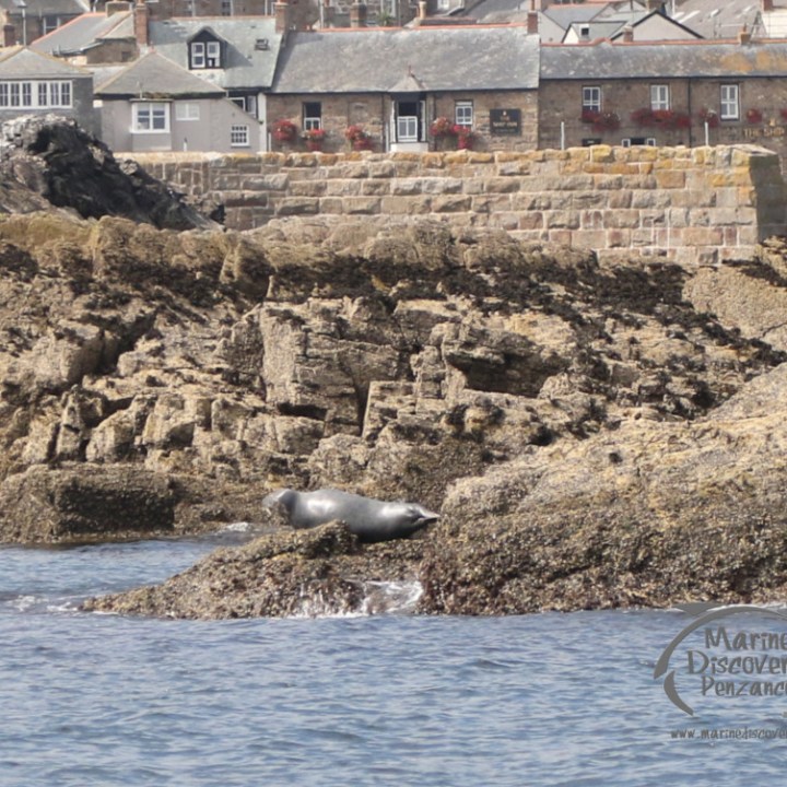 grey seals