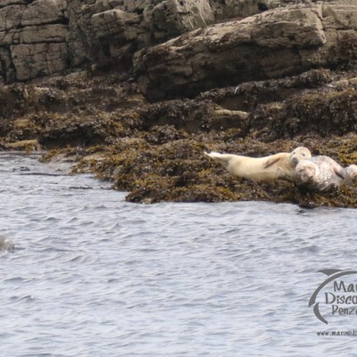 grey seals