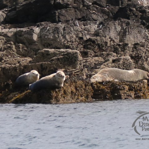 grey seals