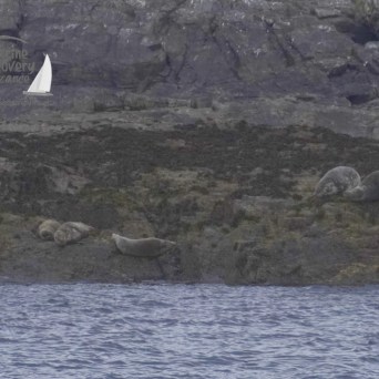 grey seals