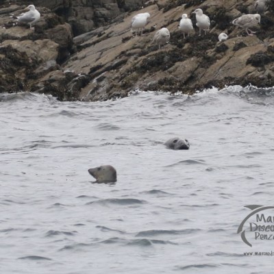 grey seals