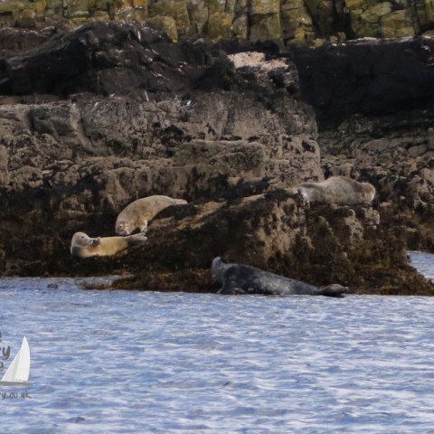 grey seals