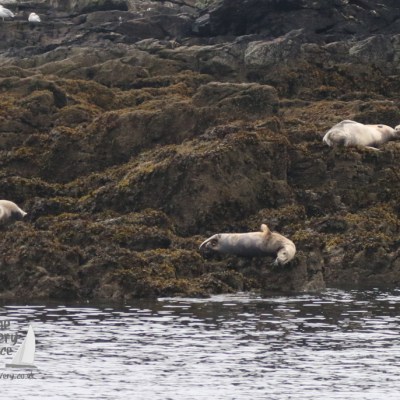 grey seals