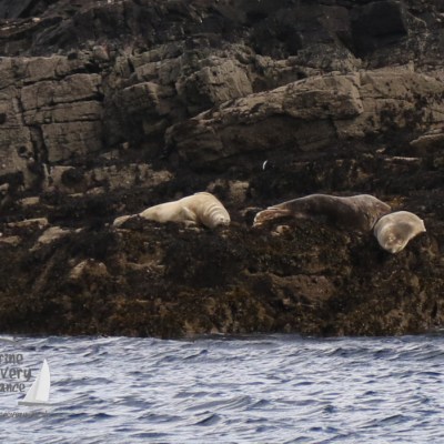 grey seals