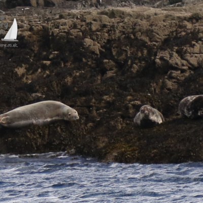 grey seals