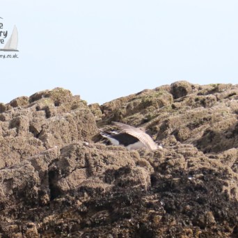 black backed gull attacking juvenile herring gull