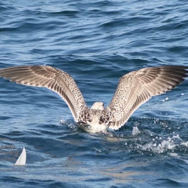 gull eating plaice