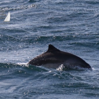 harbour porpoise