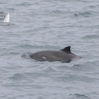 harbour porpoise