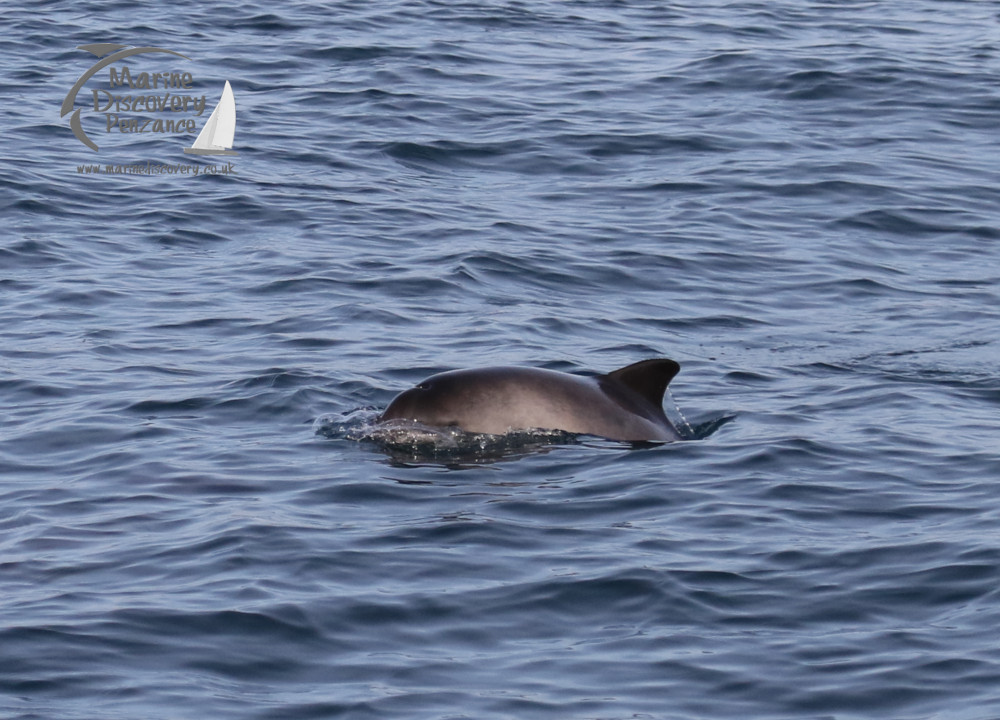 harbour porpoise