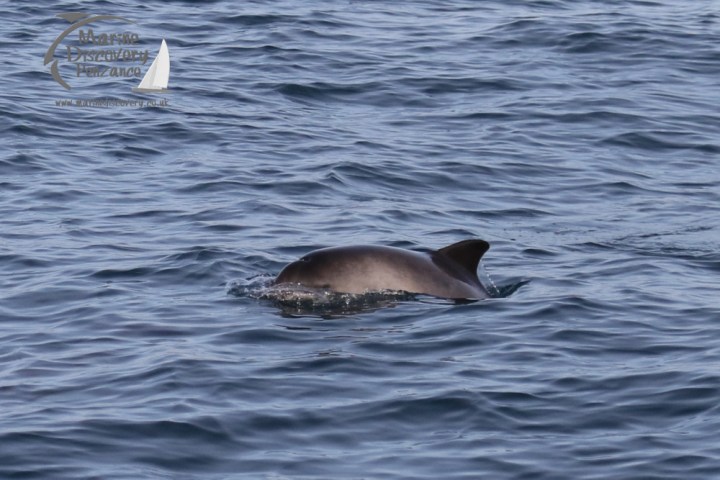 harbour porpoise