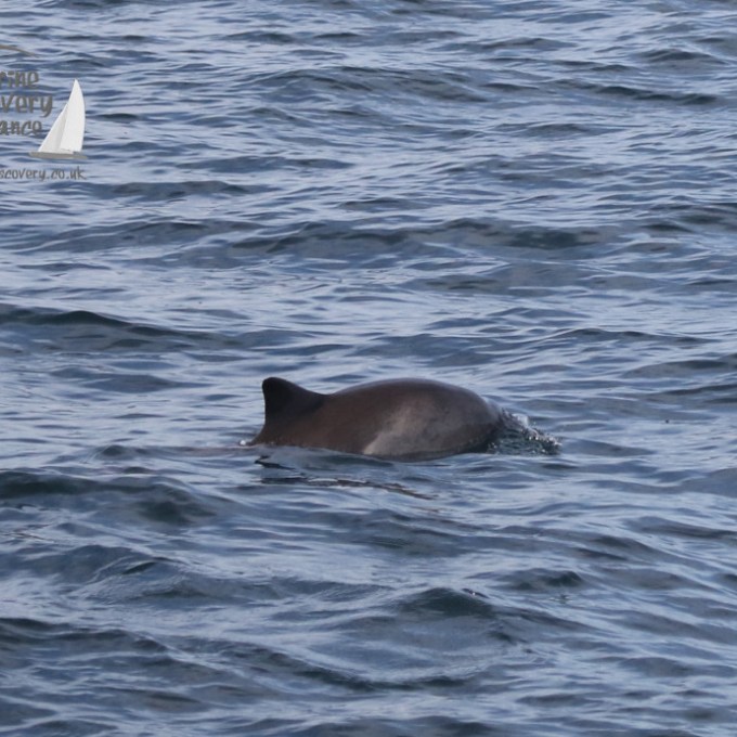 harbour porpoises