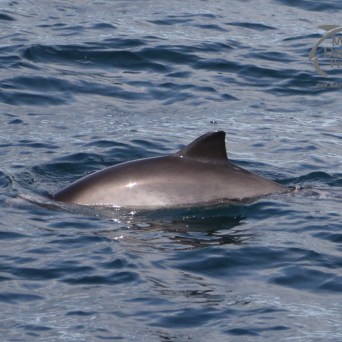 harbour porpoise