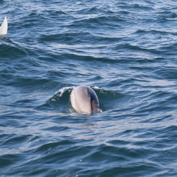 harbour porpoise