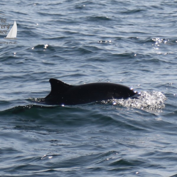 harbour porpoise