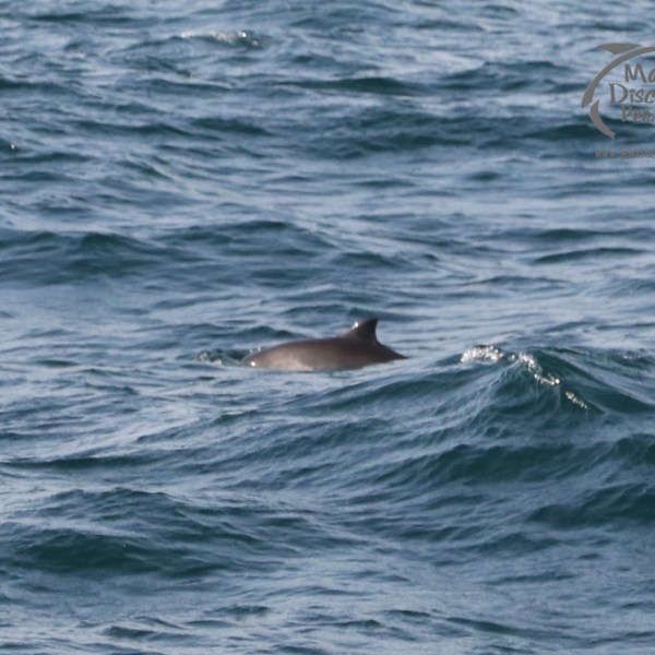 harbour porpoise