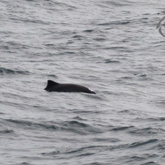 harbour porpoise