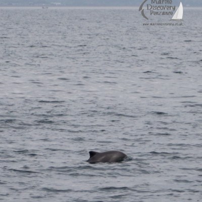 harbour porpoise