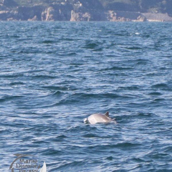 harboour porpoise against coast
