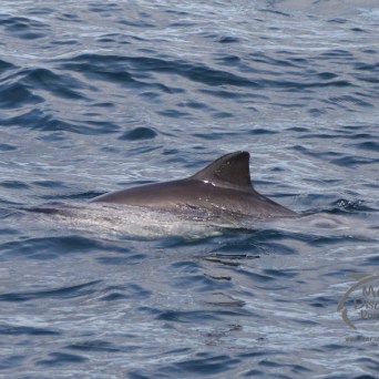 harbour porpoise