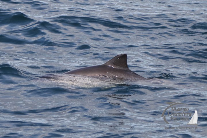 harbour porpoise