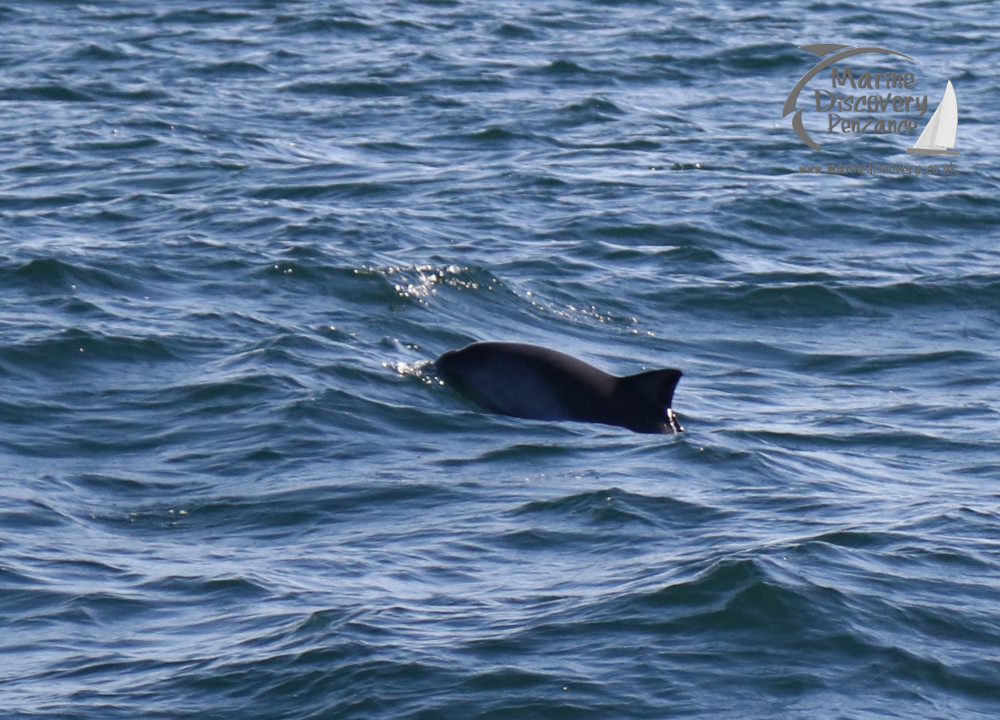 harbour porpoise