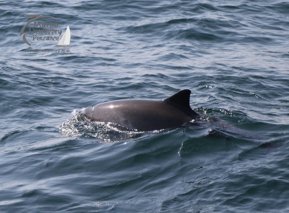 harbour porpoise