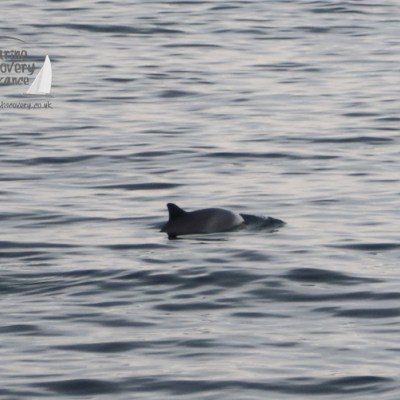 harbour porpoise