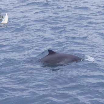 harbour porpoise