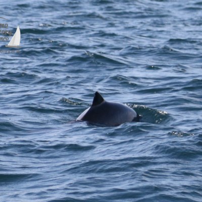 harbour porpoise