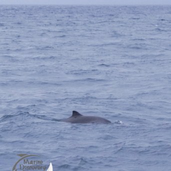 harbour porpoise