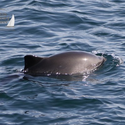 harbour porpoise