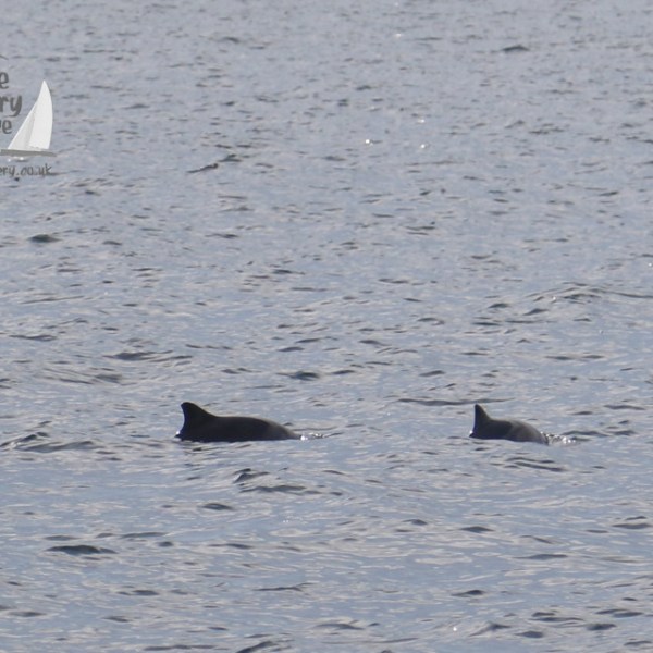harbour porpoises